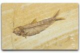 Detailed Fossil Fish (Knightia) - Wyoming #355617-1